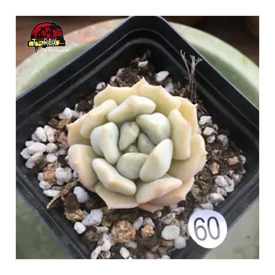 mudas de suculenta raridade