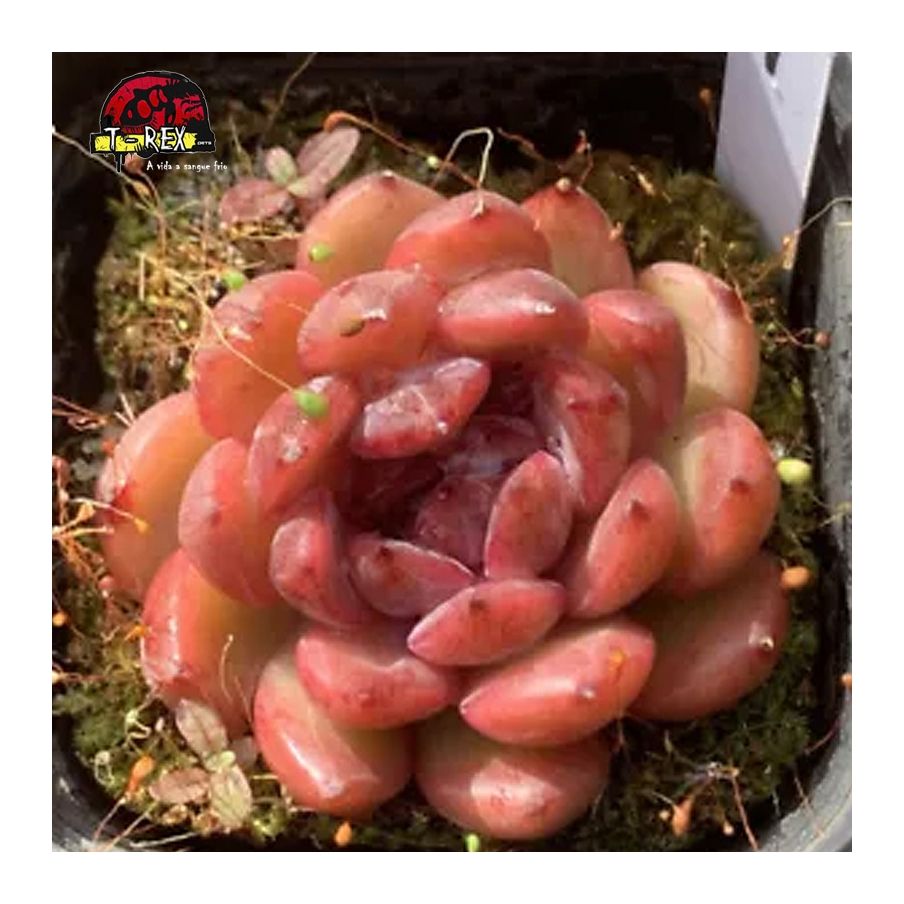 muda de suculenta rara para comprar