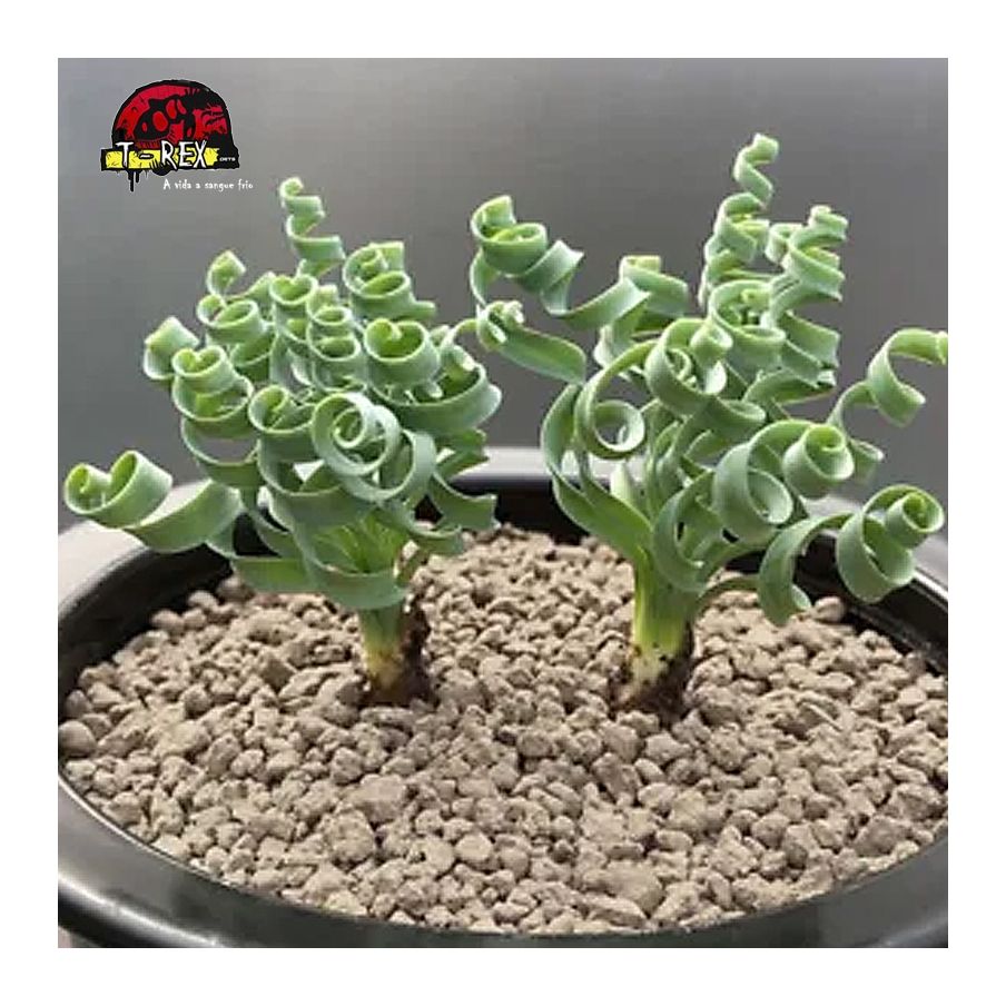 comprar suculenta rara