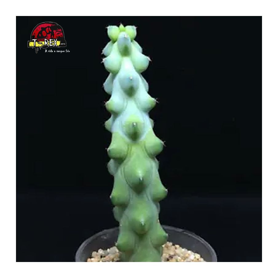 venda de suculenta raridade