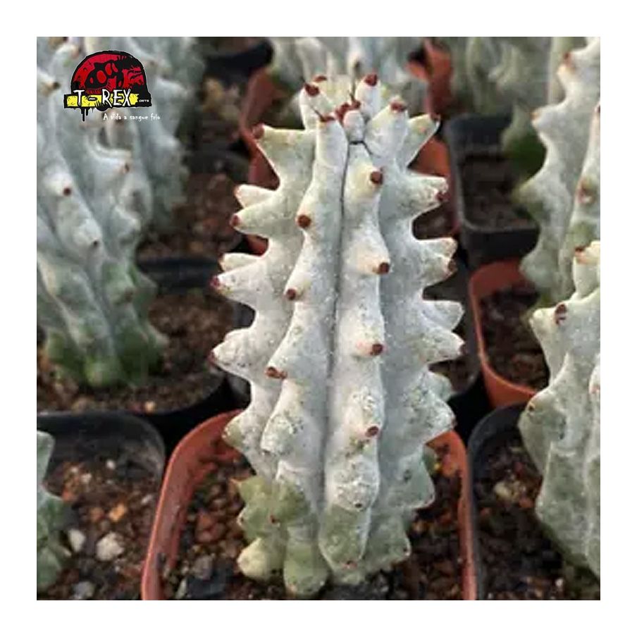 muda de suculenta rara