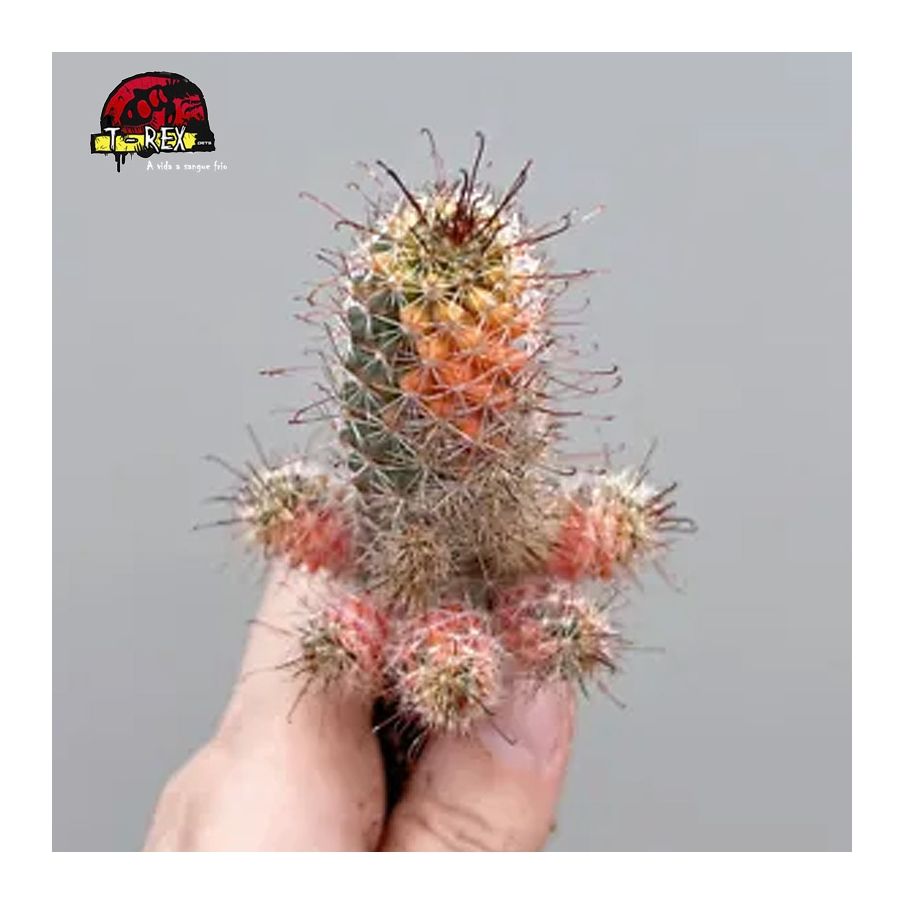 muda de cactos a venda no brasil