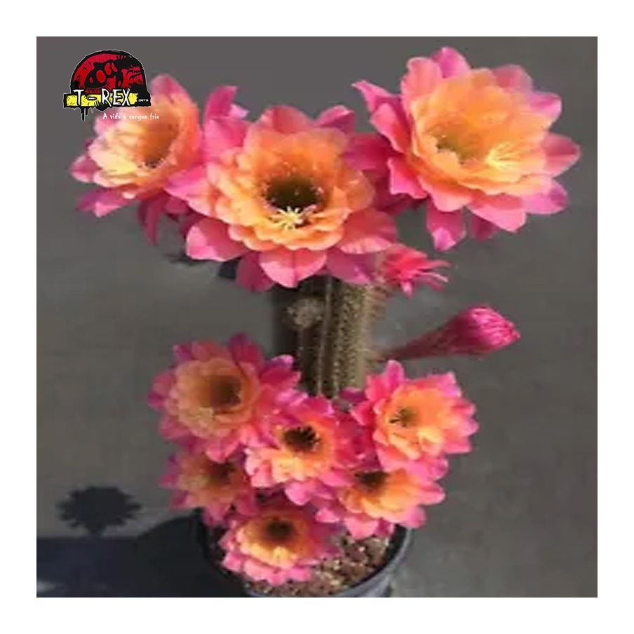 comprar cacto com flores