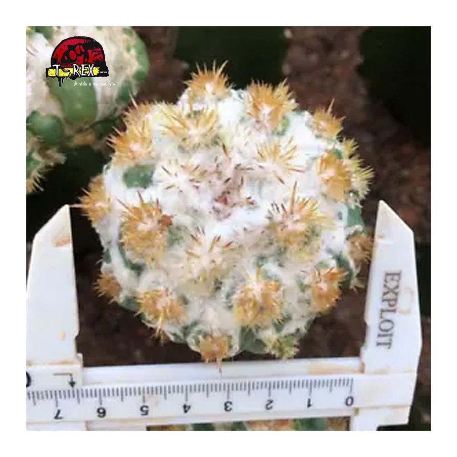 mudas de cactos raros