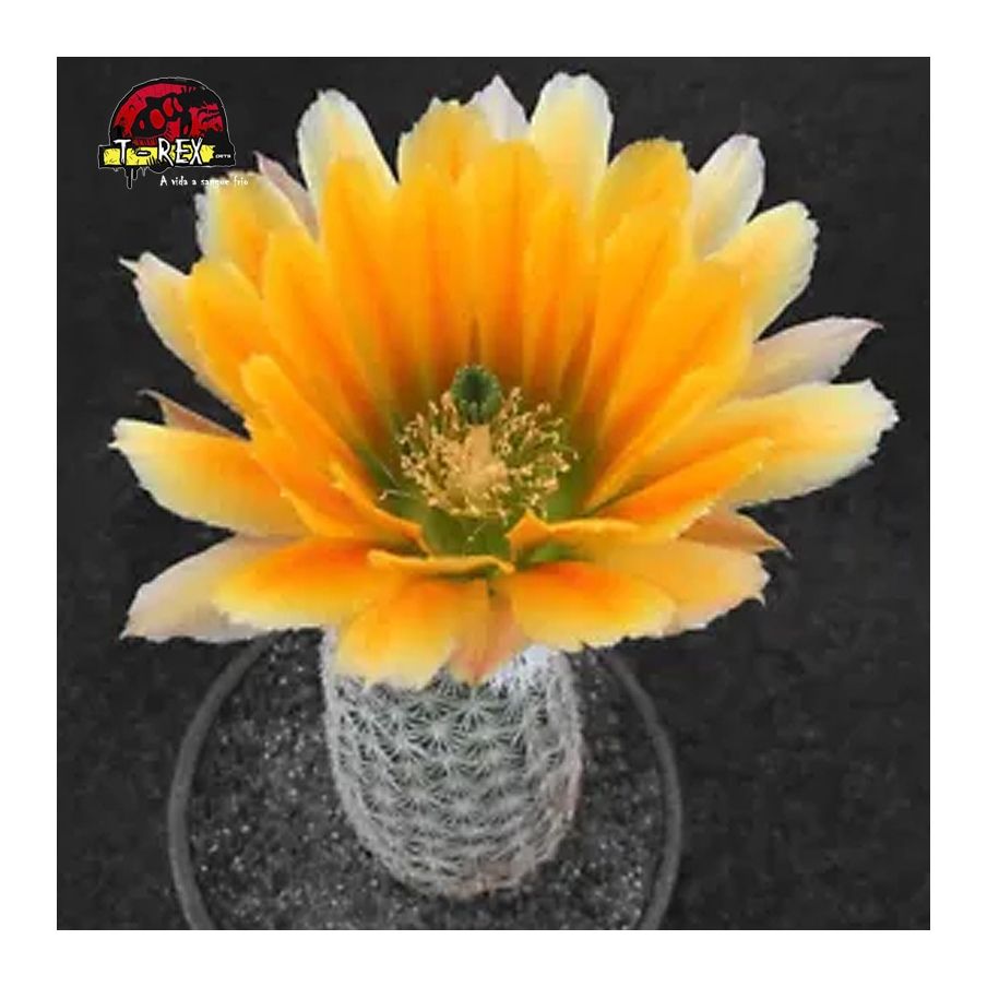 muda de cacto com flores