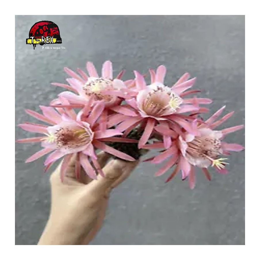 mudas de suculenta borzicactus