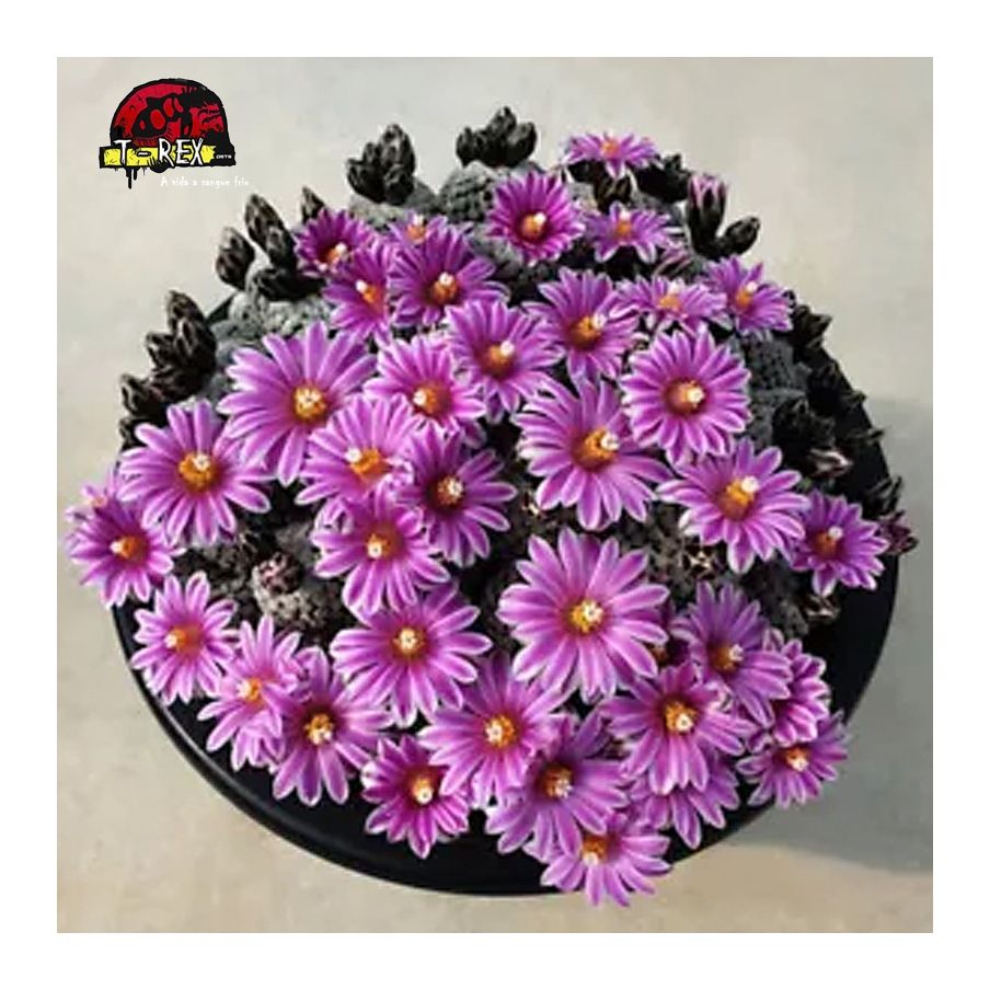 comprar mudas de cacto raro