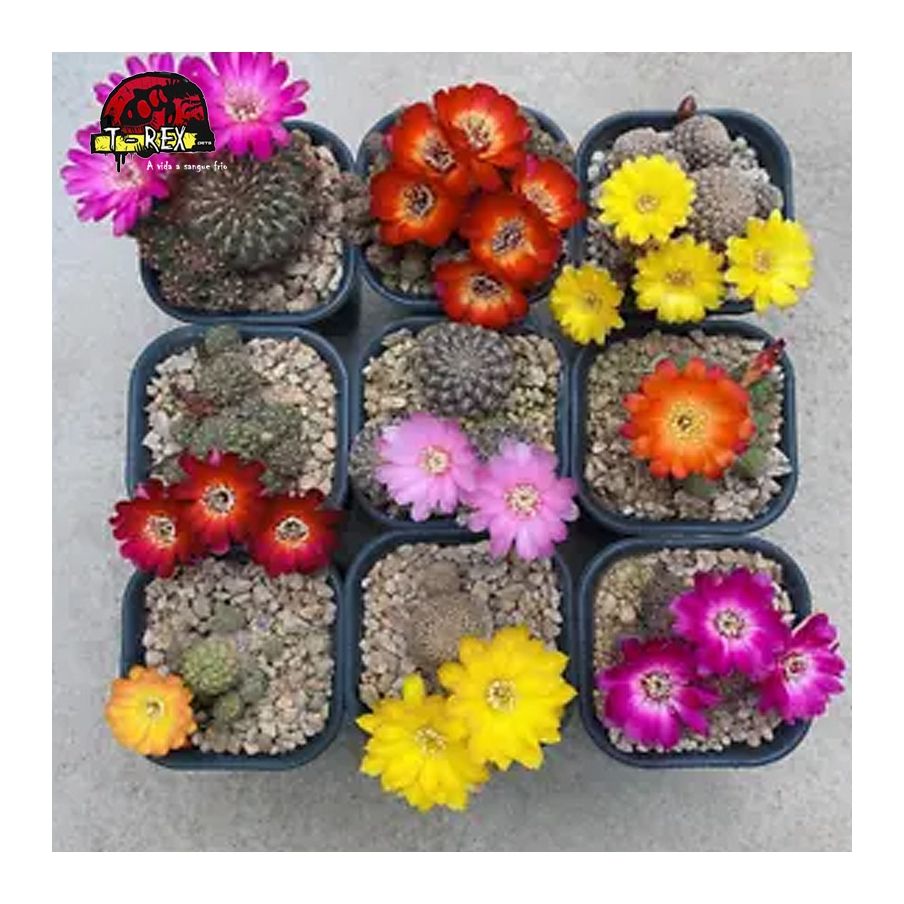 mudas de cactos para jardim