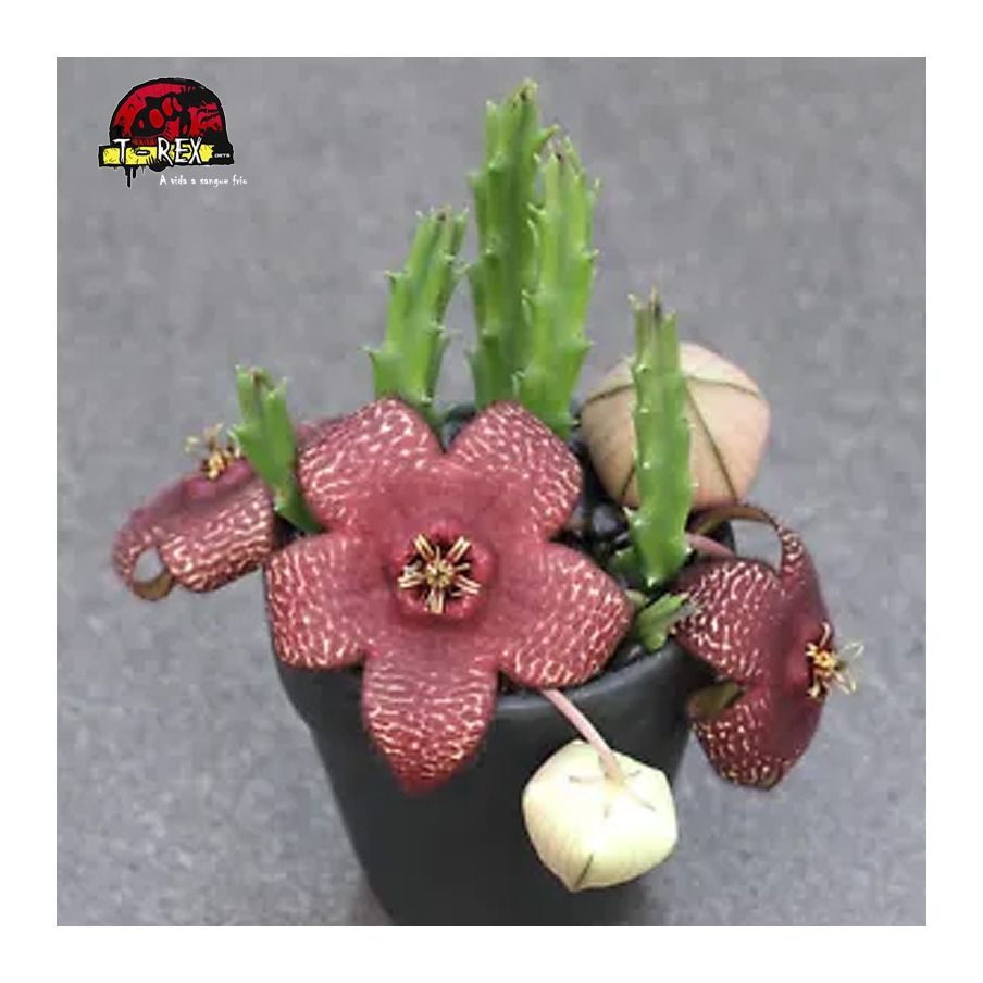 comprar mudas de cactos no brasil