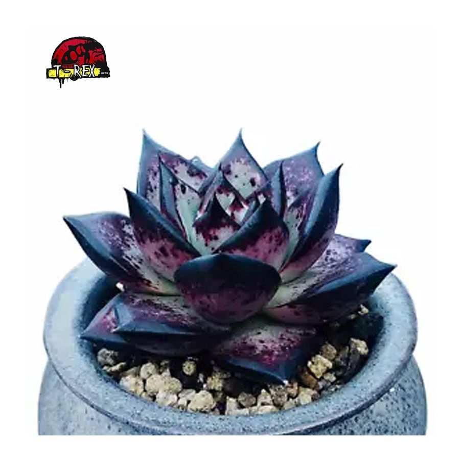 comprar suculenta rara