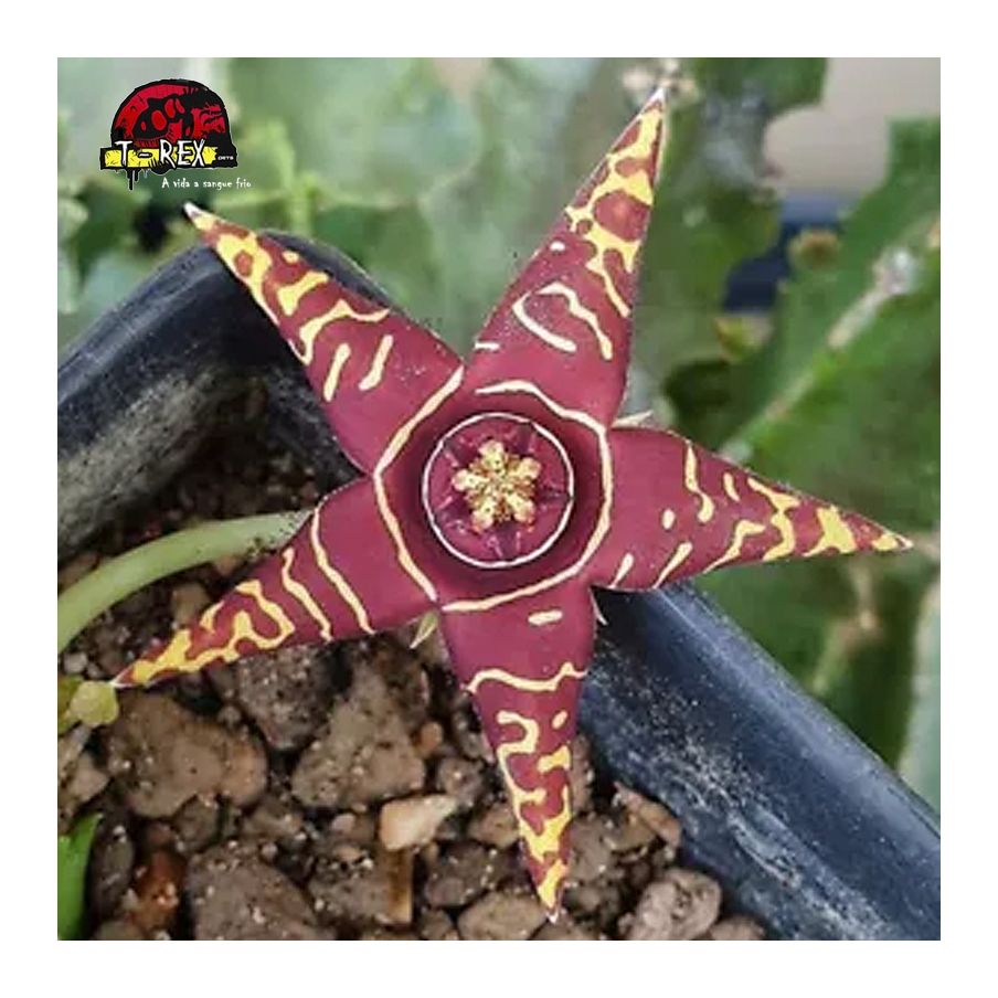 comprar suculenta rara no brasil