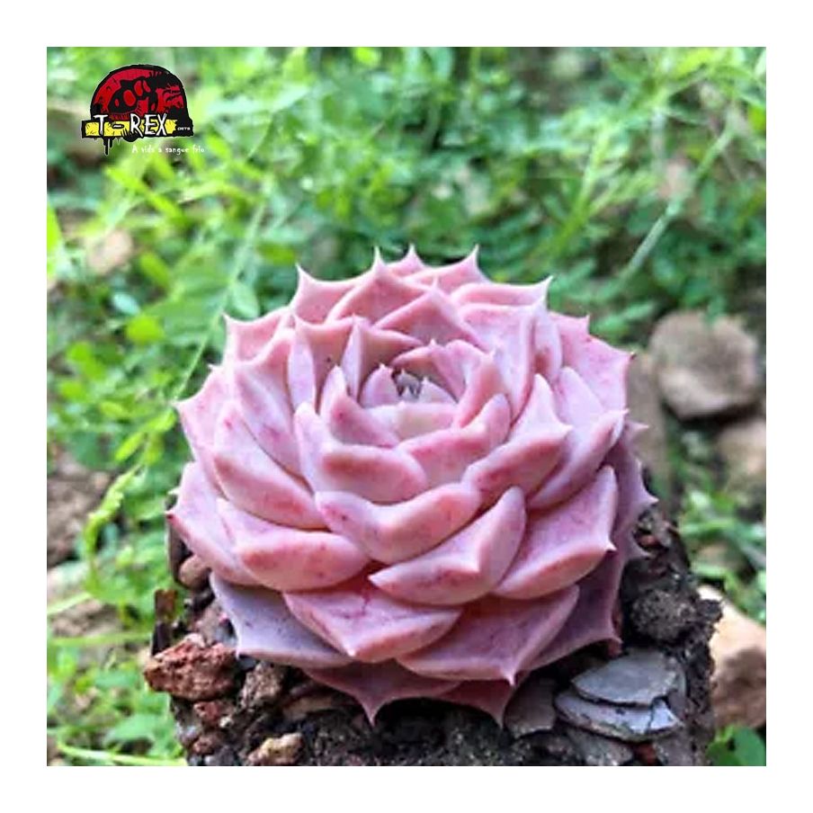 comprar muda de suculenta rara