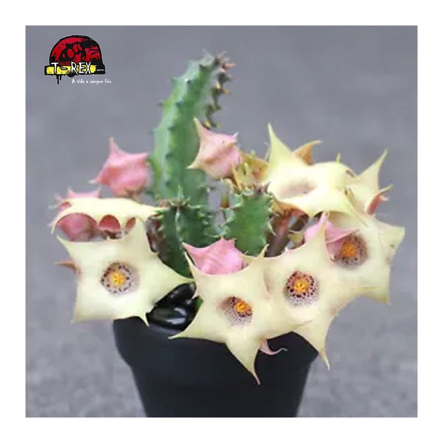 comprar mudas de suculenta rara