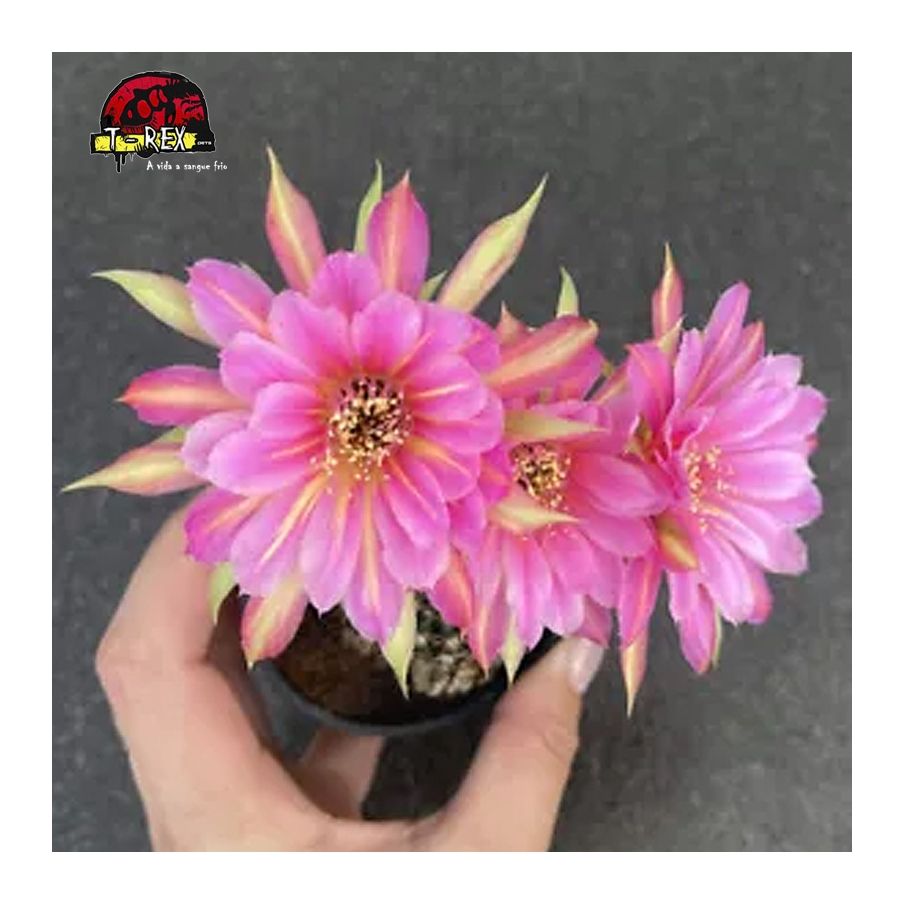 comprar mudas de suculenta raridade