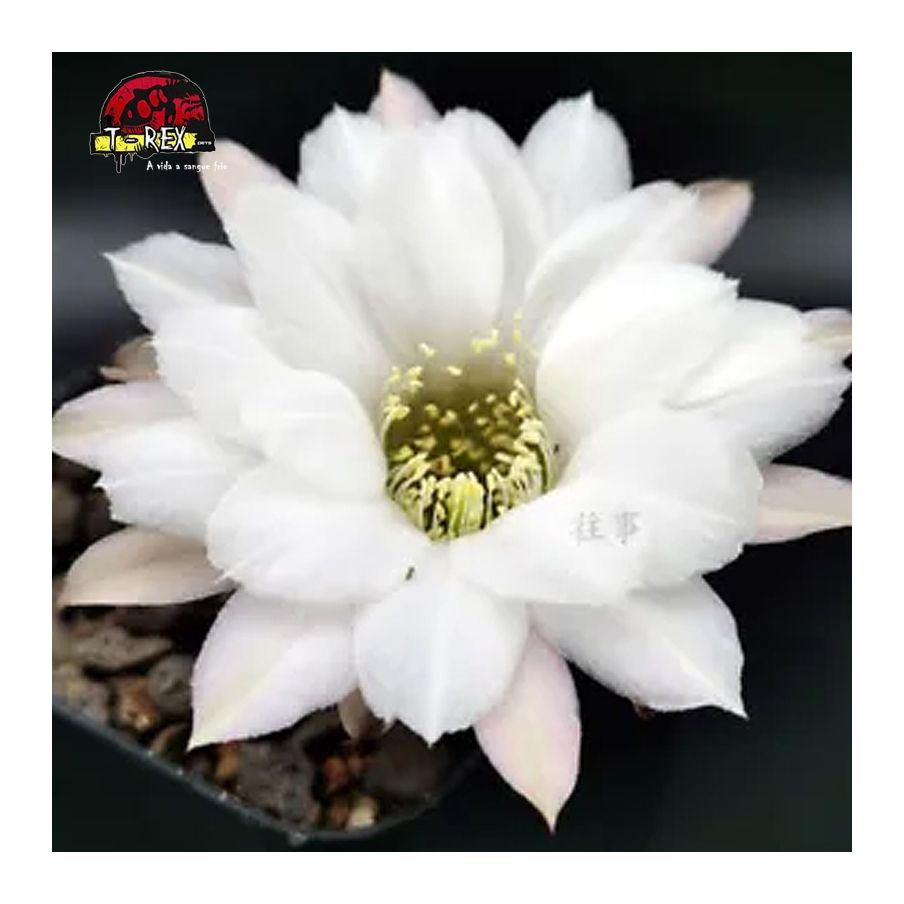 comprar muda de suculenta rara