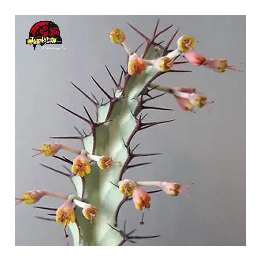 comprar muda de cacto