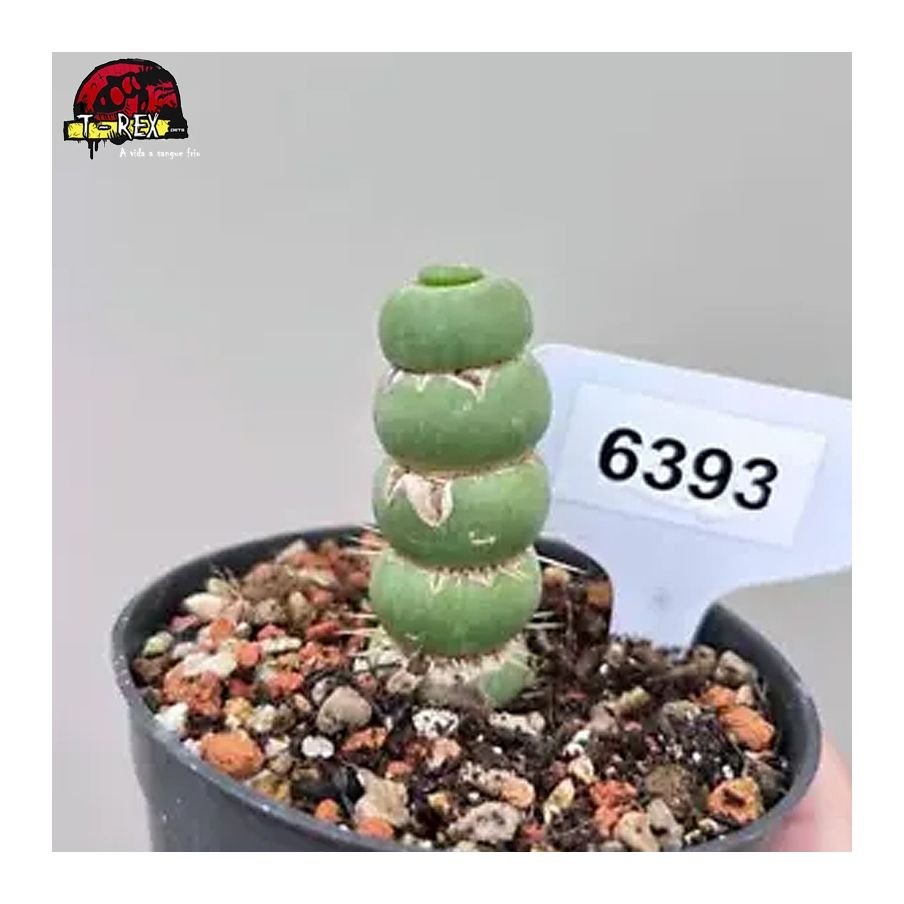 comprar muda de suculenta rara