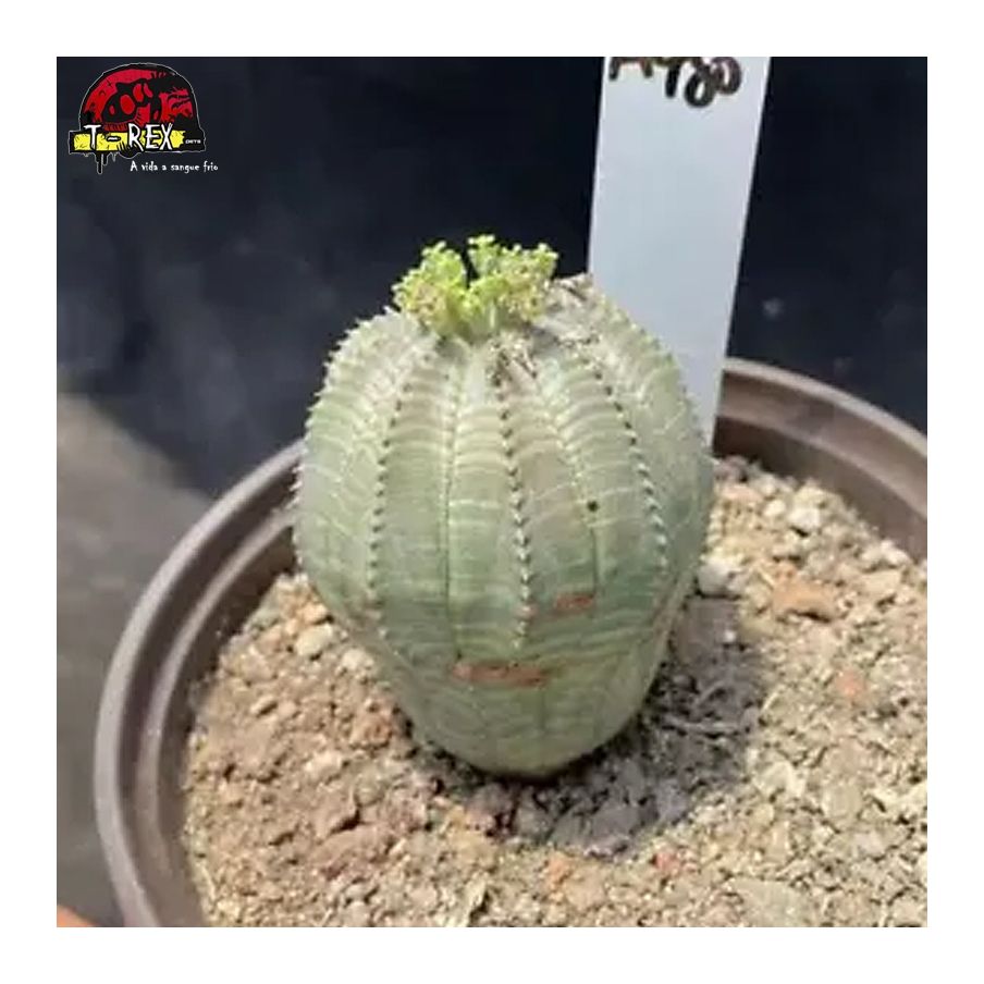 comprar muda de suculenta raridade