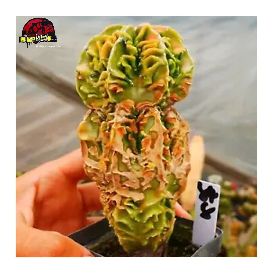 comprar mudas suculenta