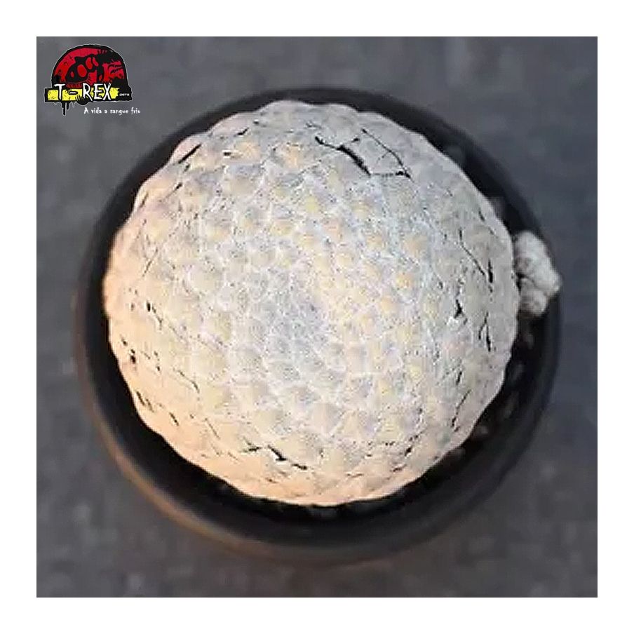 comprar muda de suculenta