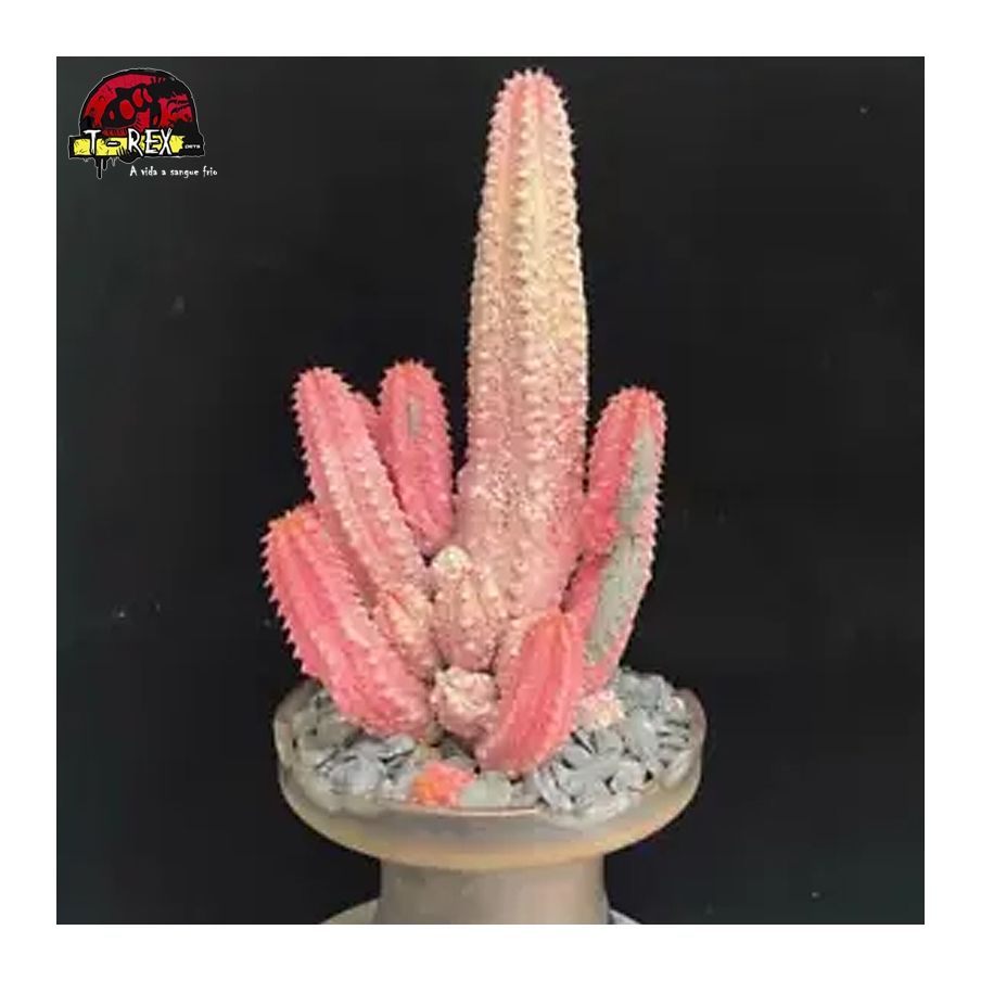 mudas de suculenta rara