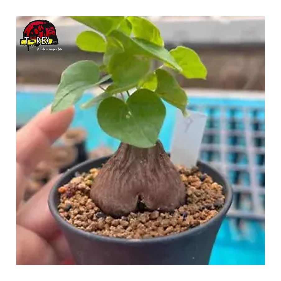 muda de suculenta rara
