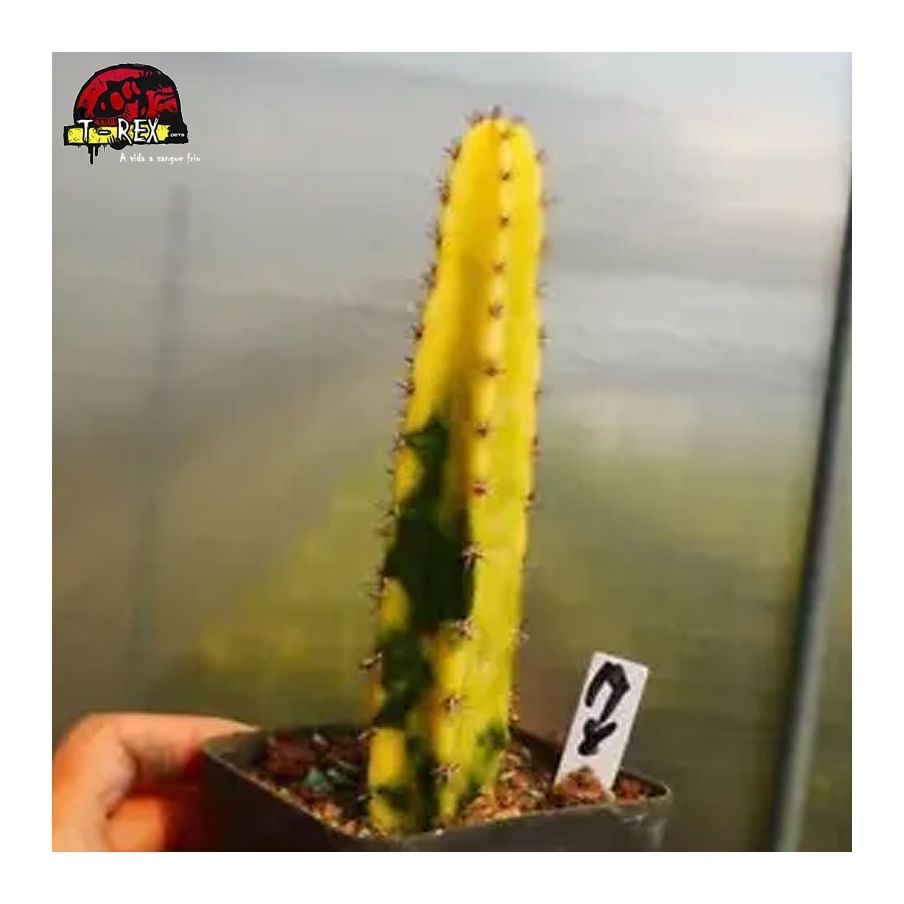 mudas de suculenta rara
