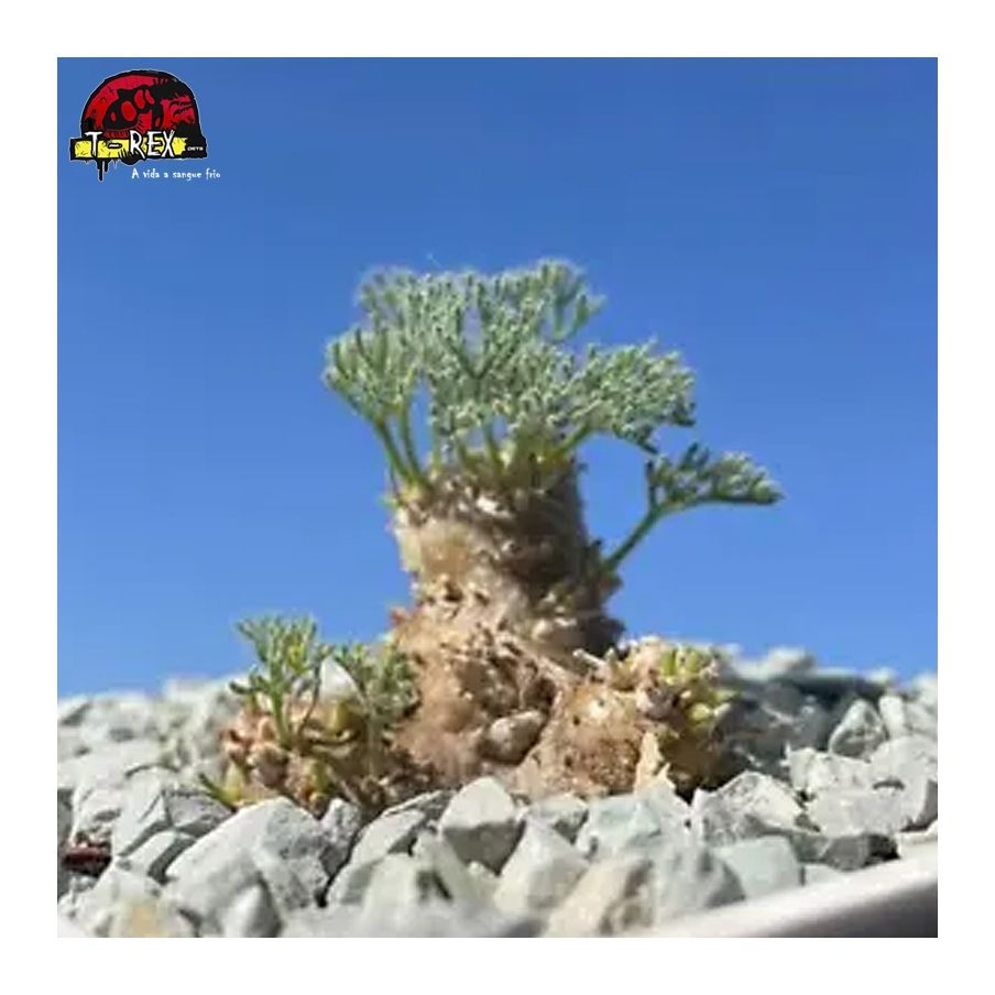 comprar muda de suculenta rara