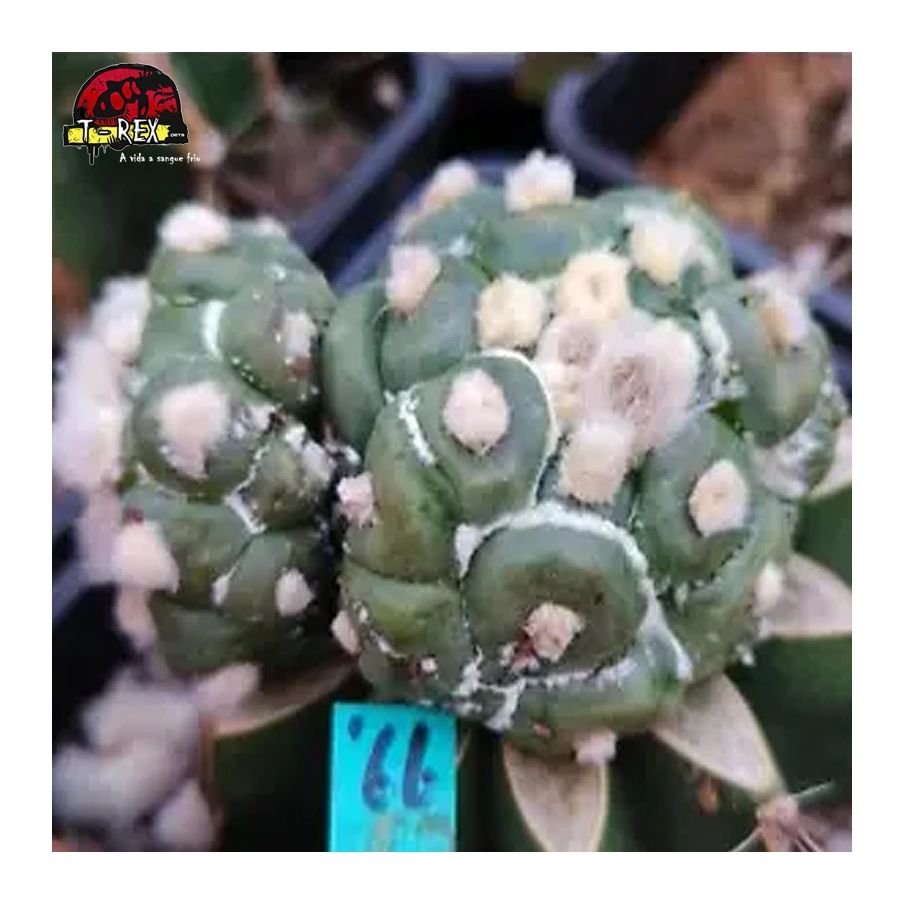 comprar mudas de suculenta rara