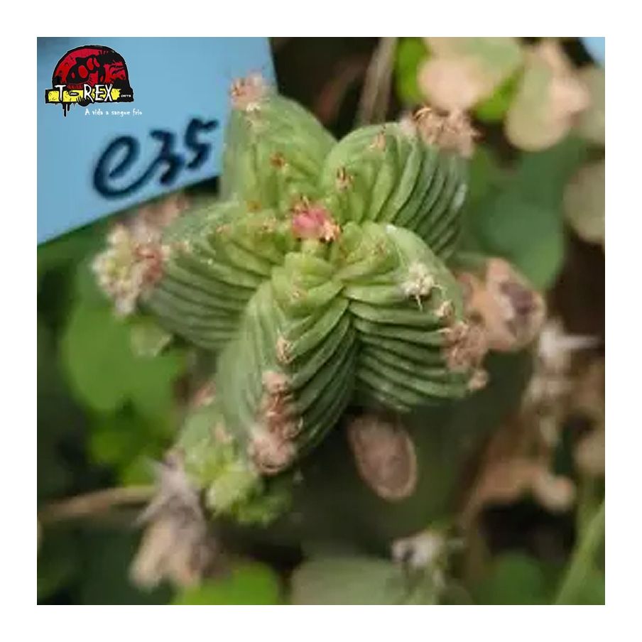 muda de suculenta rara