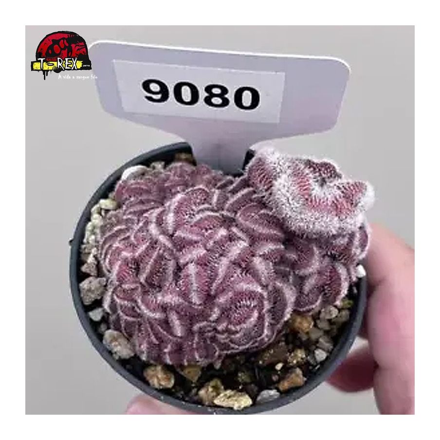 mudas de suculenta rara
