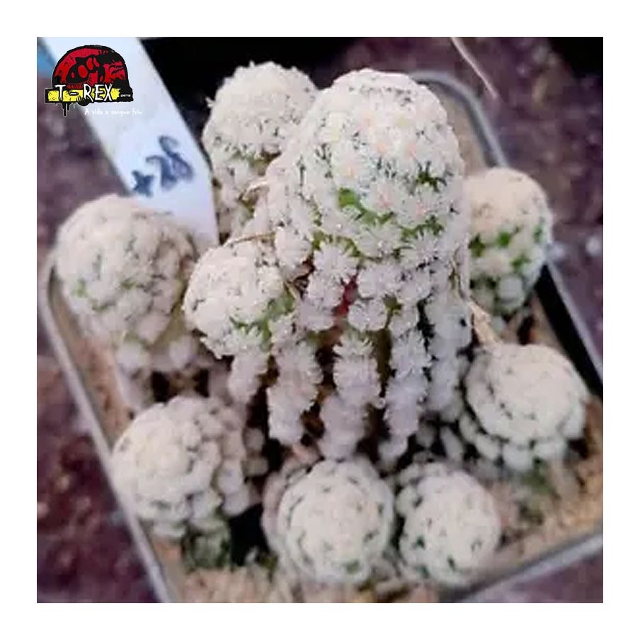 muda de suculenta rara
