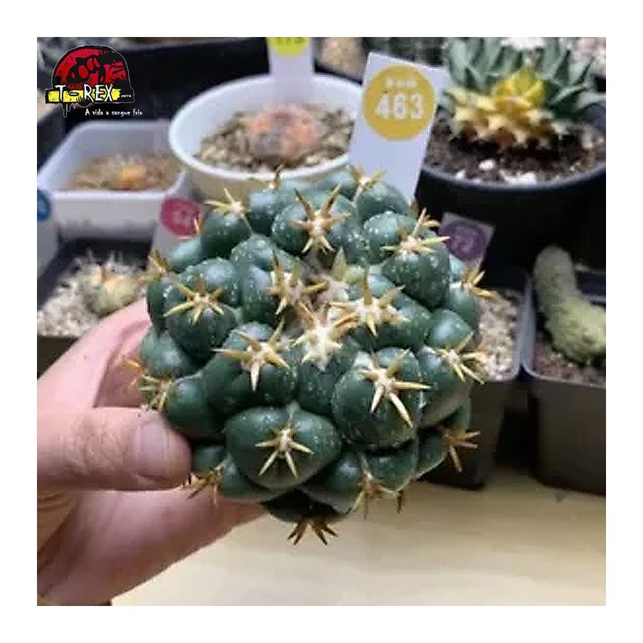 mudas de suculenta rara