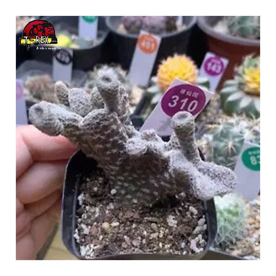 comprar muda de suculenta rara