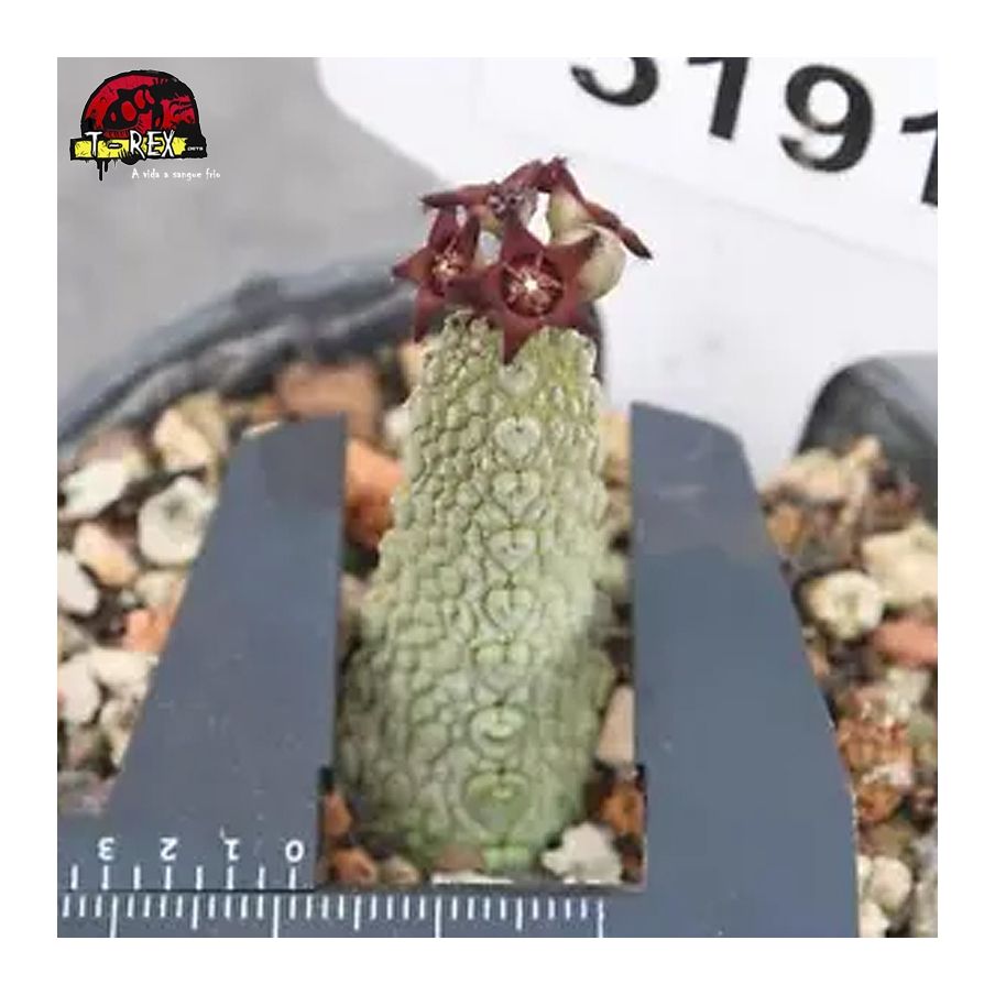 comprar muda de suculenta rara