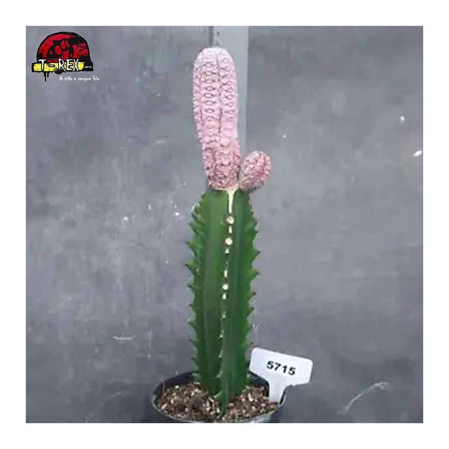 comprar muda de suculenta rara