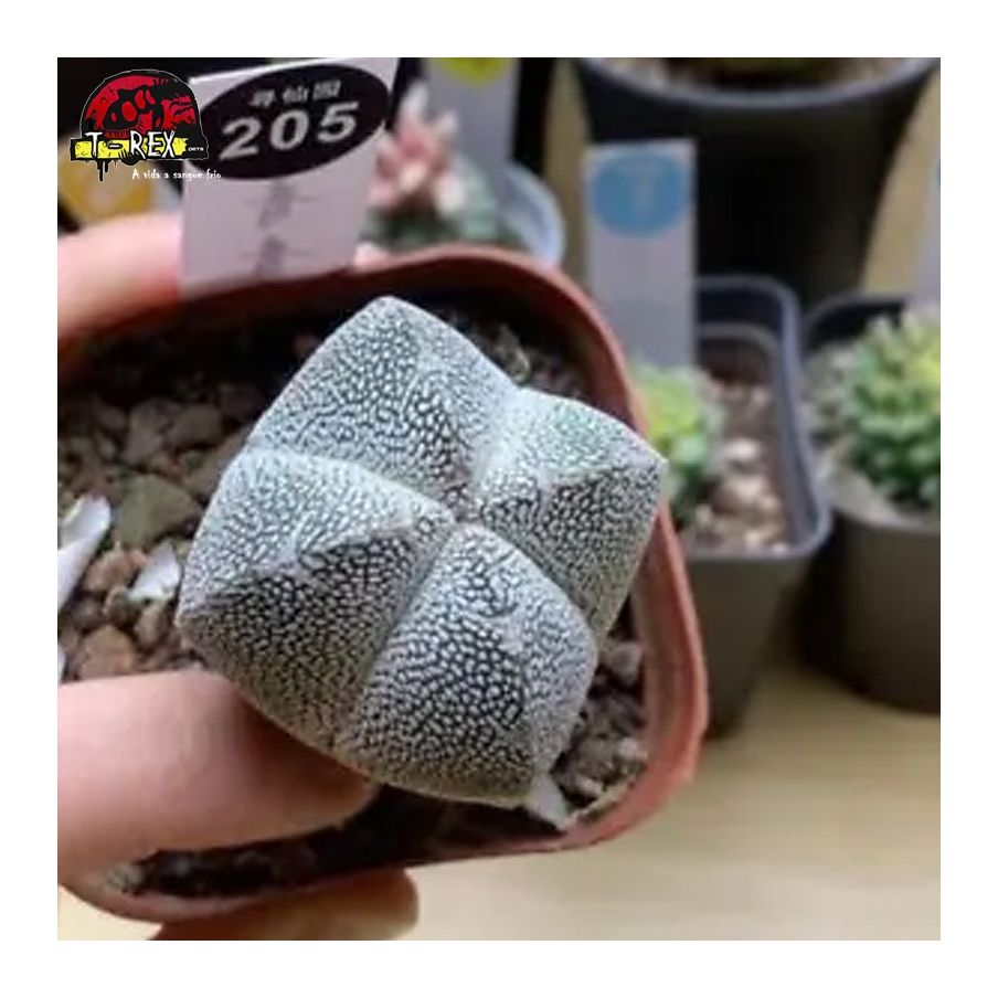 comprar muda de suculenta rara