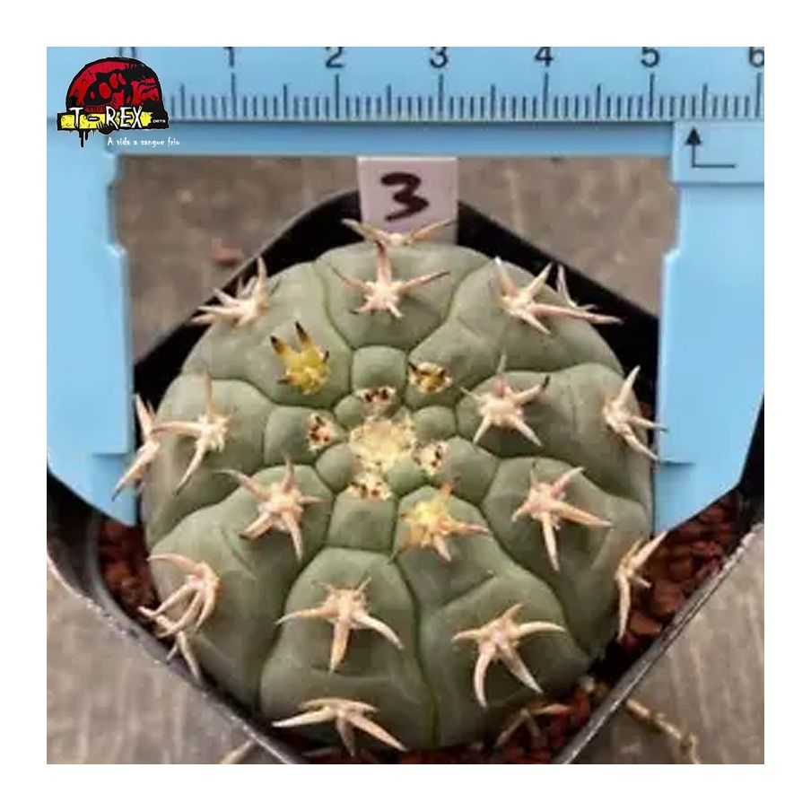 comprar muda de suculenta rara