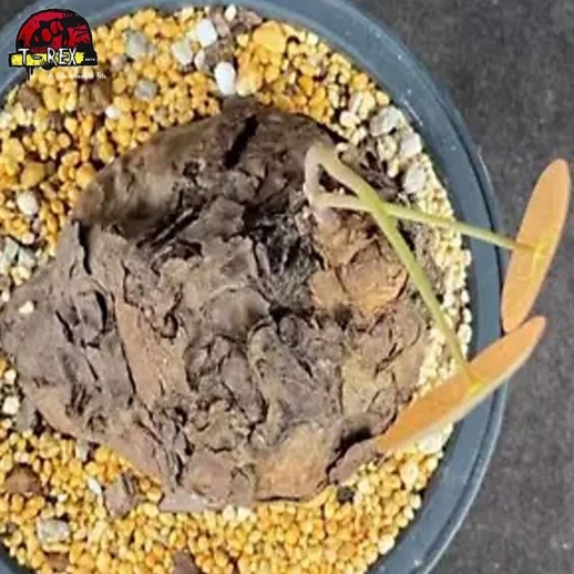 comprar muda de suculenta