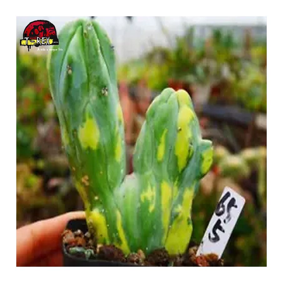 comprar muda de suculenta raridade