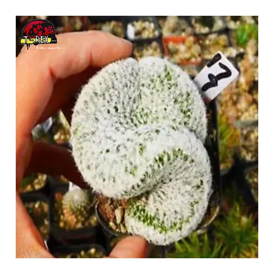 comprar muda de suculenta rara
