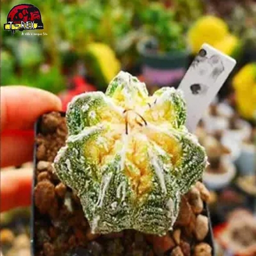 comprar muda de suculenta raridade