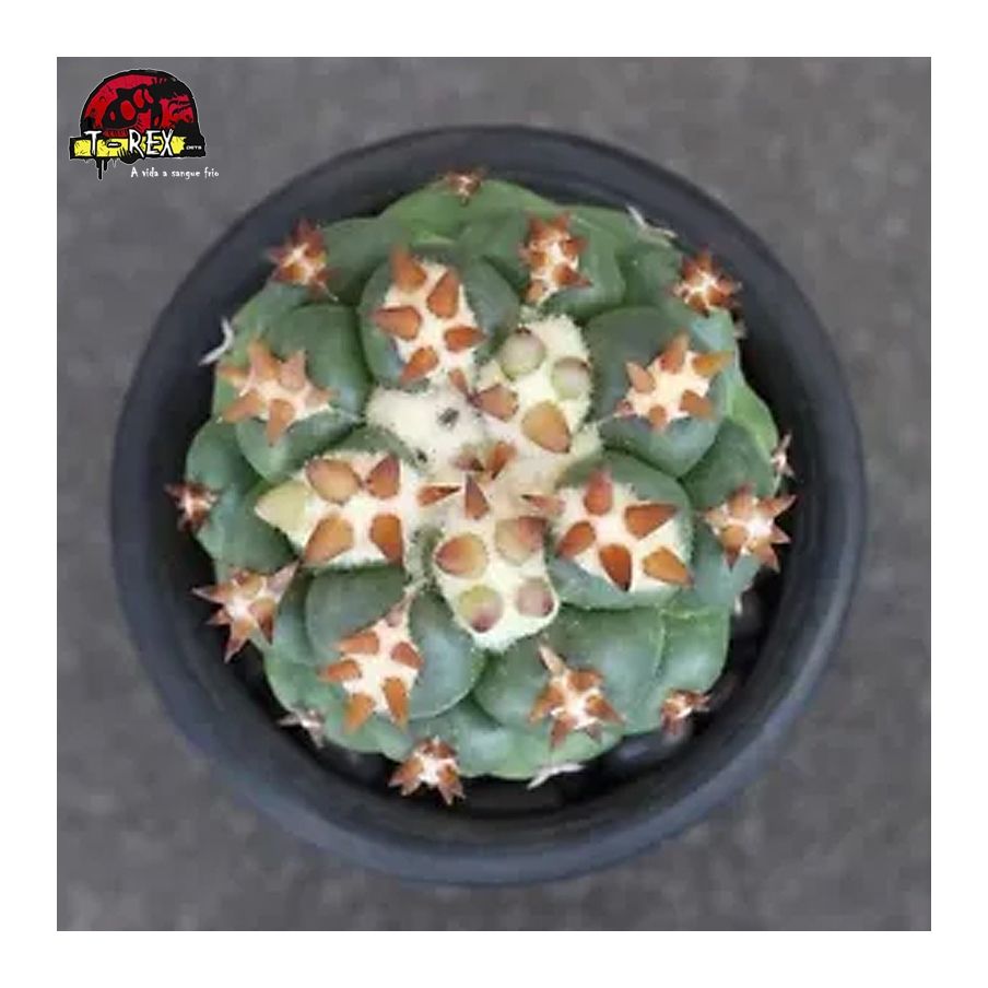 comprar muda de suculenta