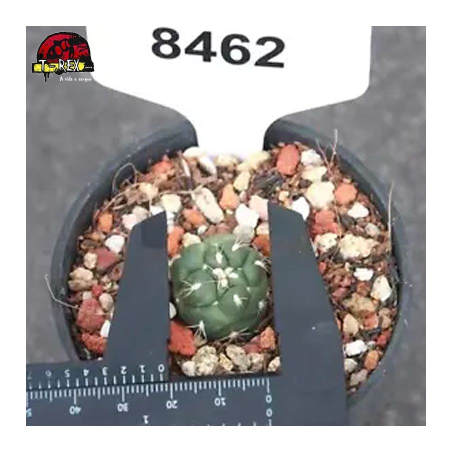 comprar muda de suculenta rara