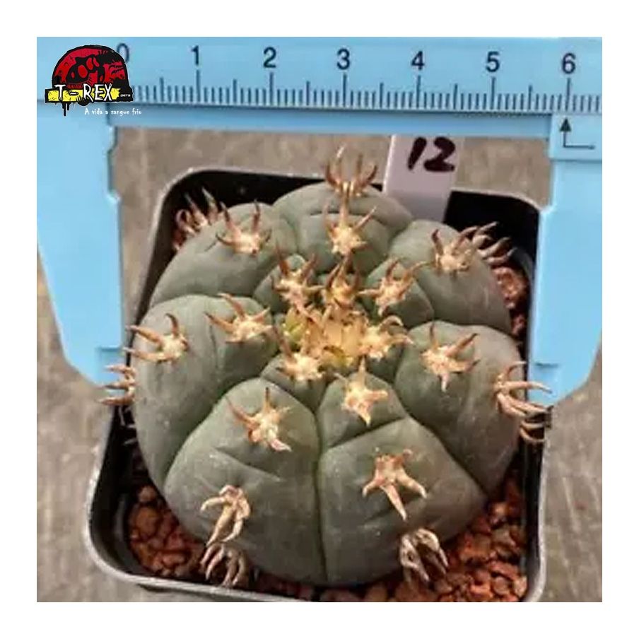 comprar muda de suculenta rara