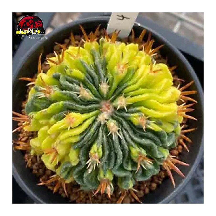 comprar muda de suculenta rara