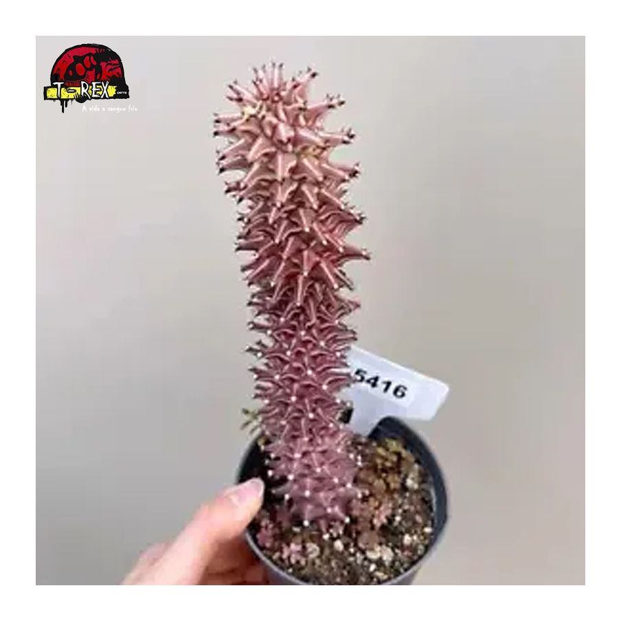 comprar muda de suculenta rara no brasil