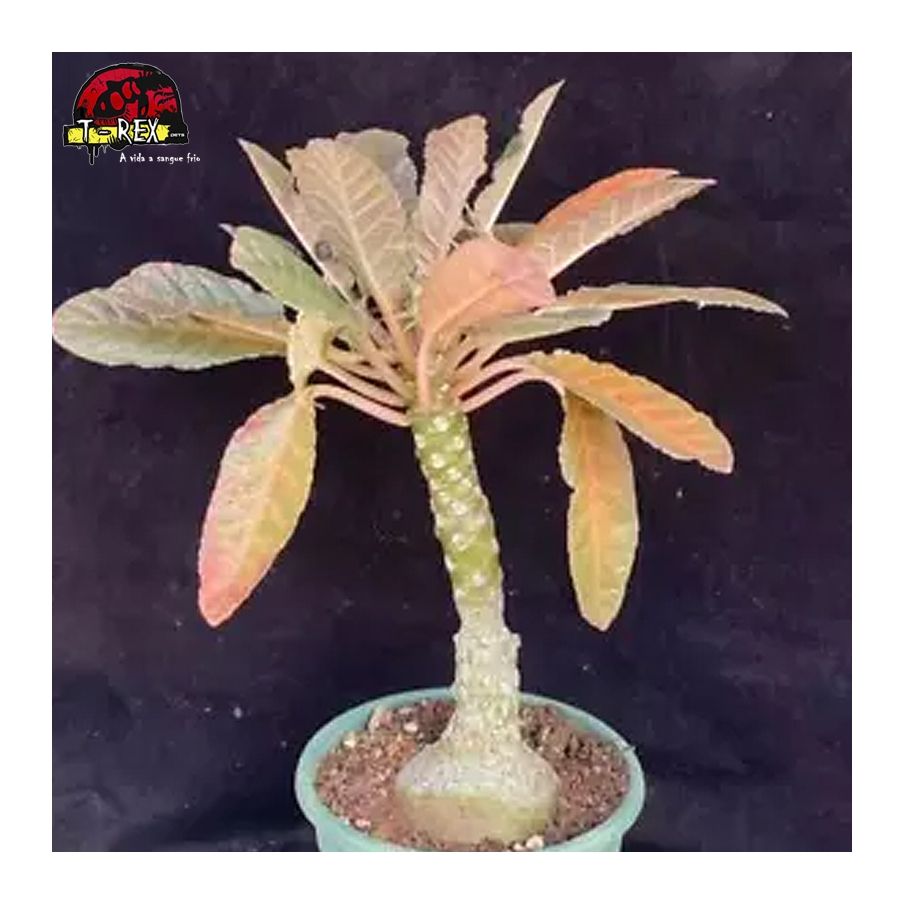 muda de suculenta rara no brasil