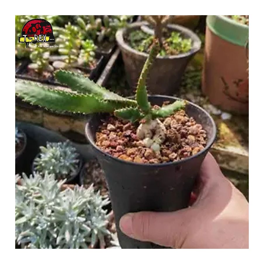 comprar muda de suculenta raridade