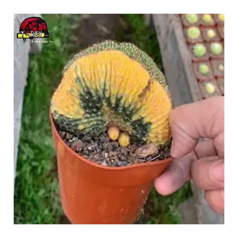 comprar muda de suculenta rara
